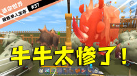 迷你世界单人生存37：给小牛扩建牛圈，结果把小牛给害惨了！