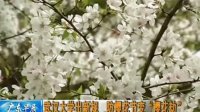 武汉大学出新规 防樱花节变樱花劫 110323 广东早晨