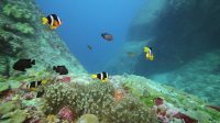 0697-海底世界七彩斑斓热带鱼游动实拍高清视频素材