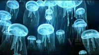 B293 海洋生物海底世界水母视频素材