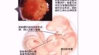 苏教版小学科学五年级下册优秀示范课：我是怎样出生的