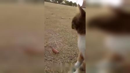 撸猫小能手之学校猫模