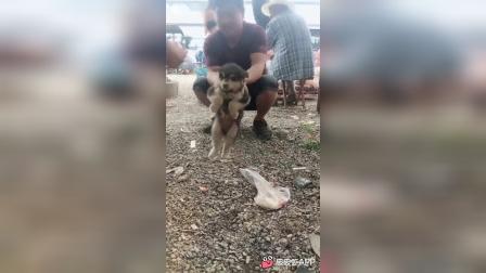 史上最强大吸尘狗?#小狗别跑#