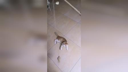 有点好玩 #想做你的猫#