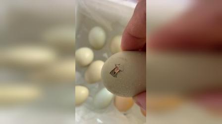 鸡蛋孵化第19天破壳两枚，一共12枚