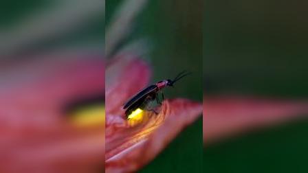 萤火虫是这样发光的，你们都亲眼见过吗？