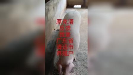 广东省清远市佛冈县刘老板猪场出现附红体弓形体为主的混合感染