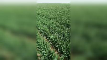 索菲克集团  小麦用翡旺 增收有保障