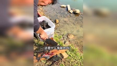 吃鱼前记得仔细看看！这14种淡水鱼 、你吃过几种？